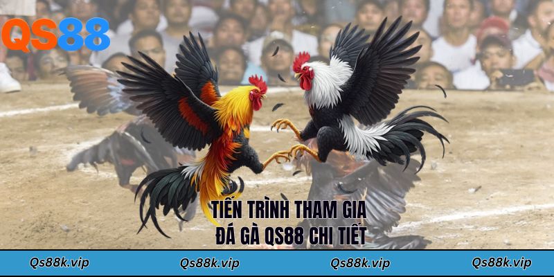 Tiến trình tham gia đá gà QS88 chi tiết